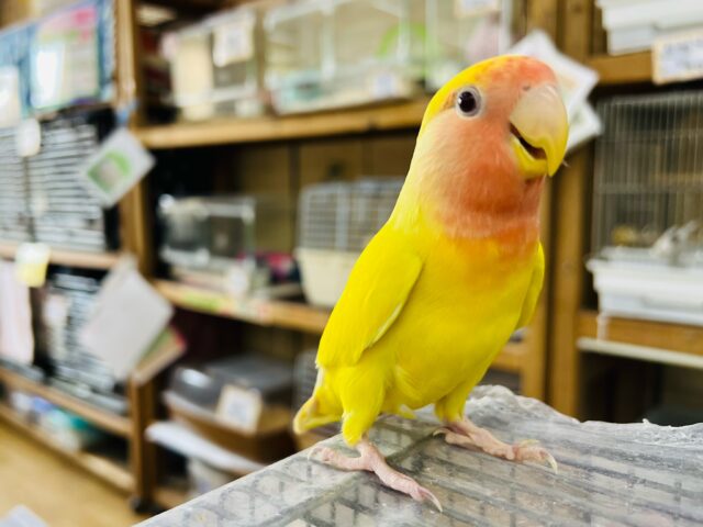 コザクラインコ（小桜インコ）