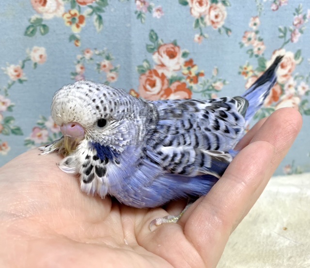 ジャンボセキセイインコ