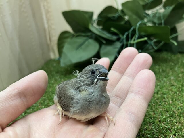 錦花鳥（キンカチョウ）