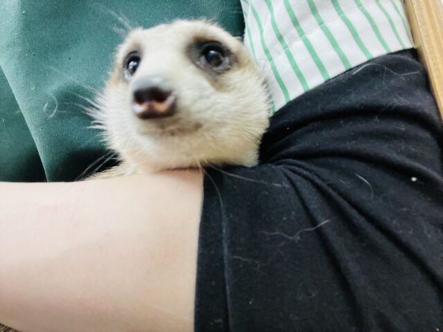 ミーアキャット