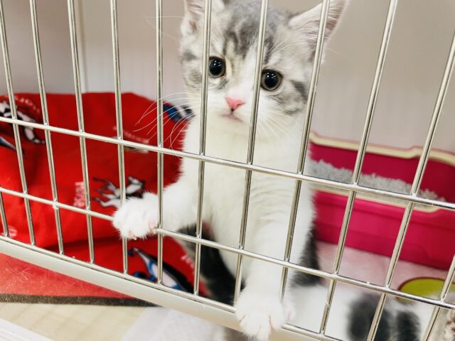 スコティッシュフォールド