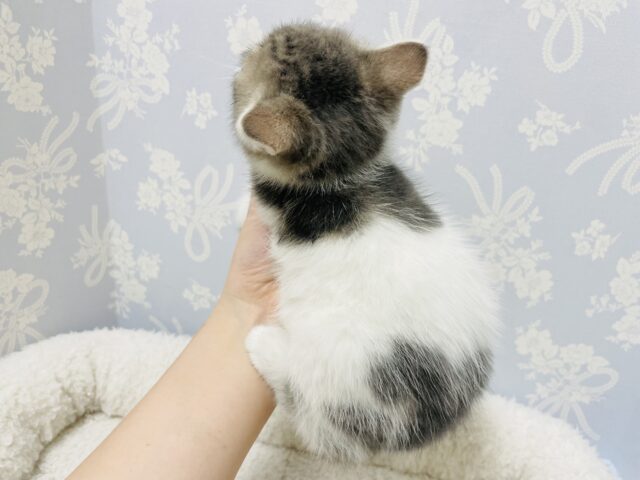 スコティッシュフォールド