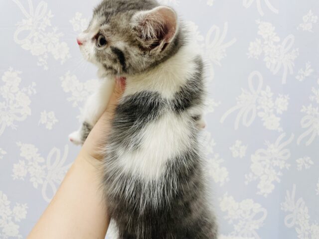 スコティッシュフォールド