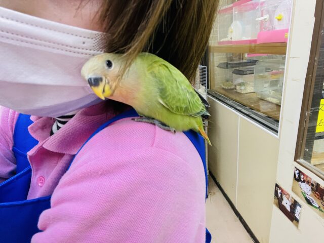 コザクラインコ（小桜インコ）