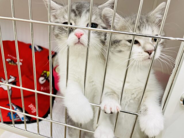 スコティッシュフォールド