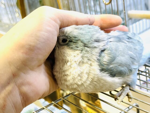 オキナインコ