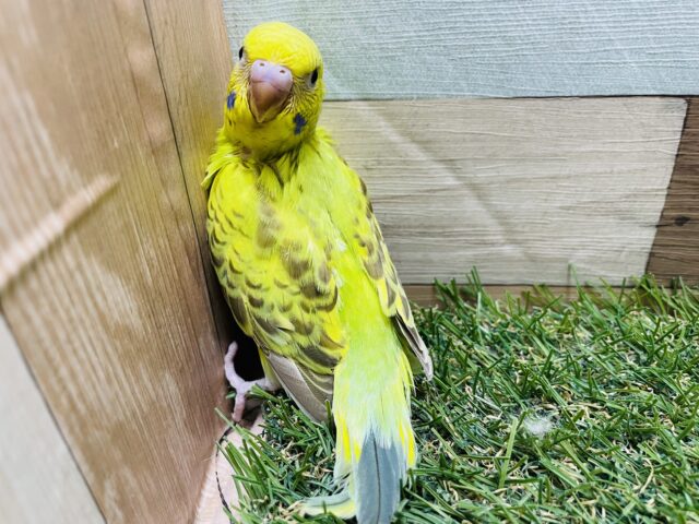 セキセイインコ