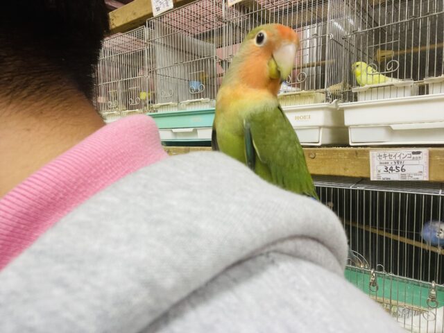 コザクラインコ（小桜インコ）