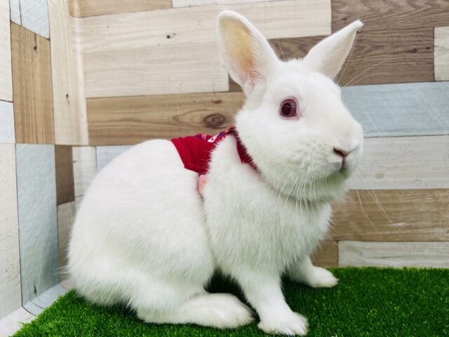 ネザーランドドワーフ