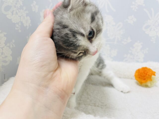 スコティッシュフォールド