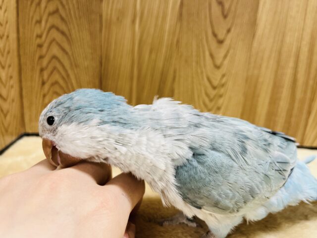 オキナインコ
