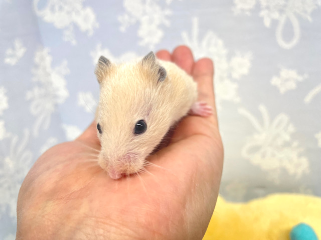 ゴールデンハムスター