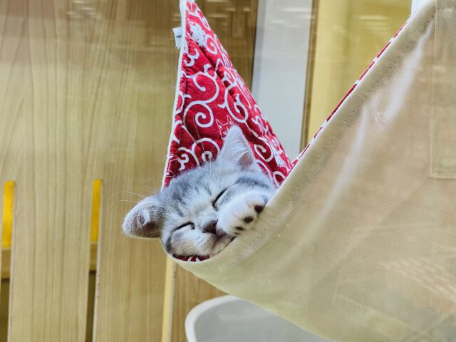 スコティッシュフォールド