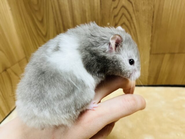 ゴールデンハムスター