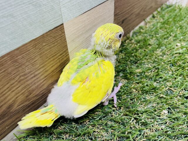 セキセイインコ