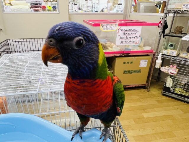 ゴシキセイガイインコ