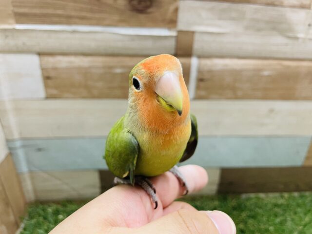 コザクラインコ（小桜インコ）