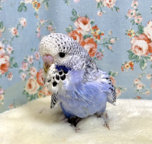 ジャンボセキセイインコ