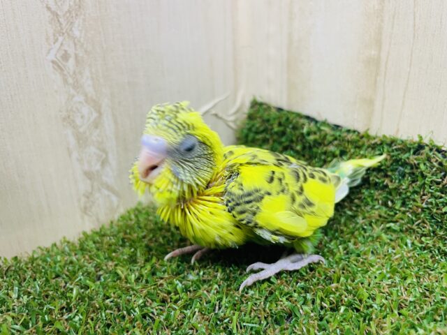 セキセイインコ