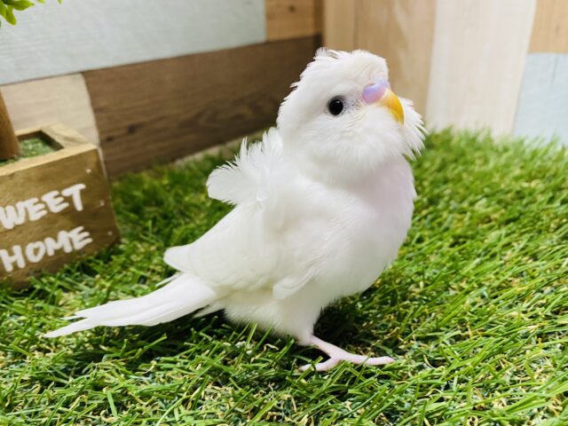 羽衣セキセイインコ