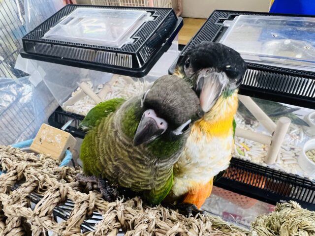 ホオミドリウロコインコ