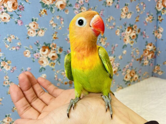 ヤマブキボタンインコ