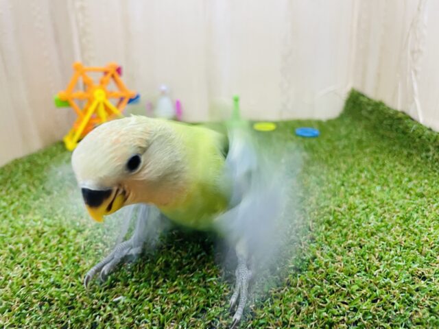 コザクラインコ（小桜インコ）