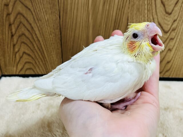 オカメインコ