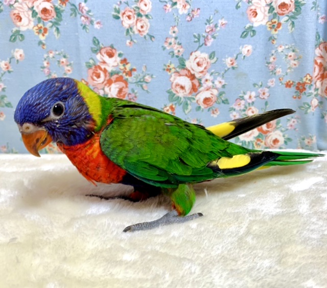 ゴシキセイガイインコ