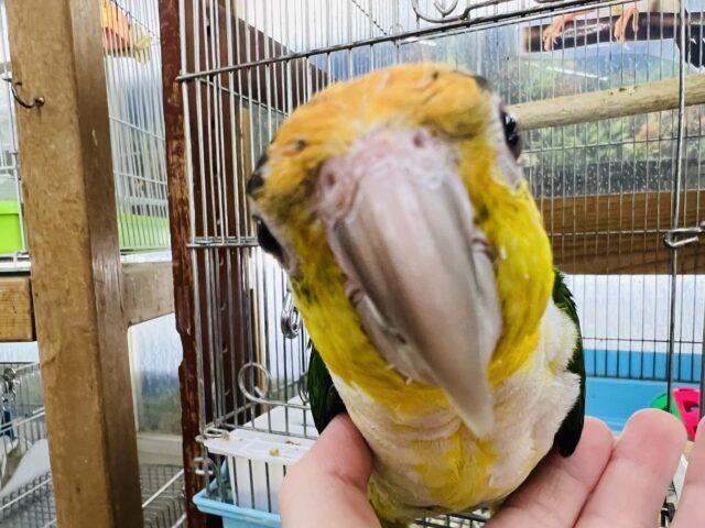 シロハラインコ