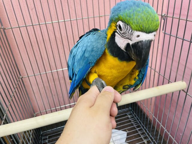 ルリコンゴウインコ