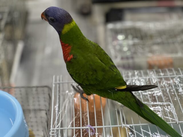 ゴシキセイガイインコ