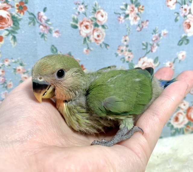 コザクラインコ（小桜インコ）