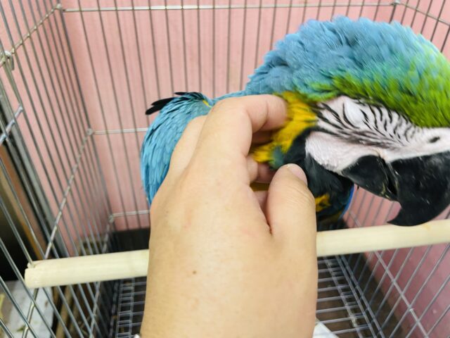 ルリコンゴウインコ