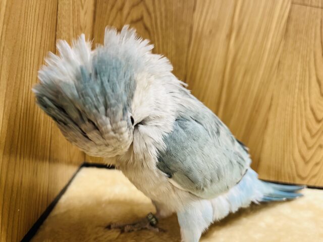 オキナインコ