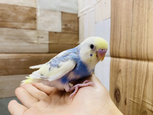 セキセイインコ