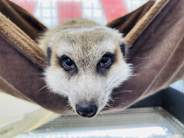 ミーアキャット