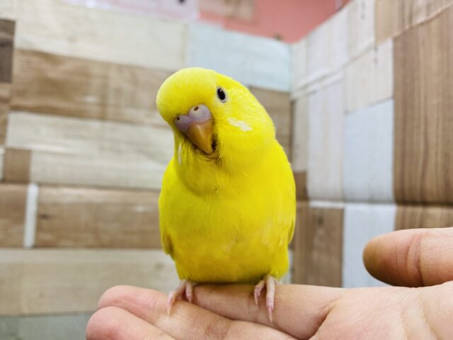 セキセイインコ
