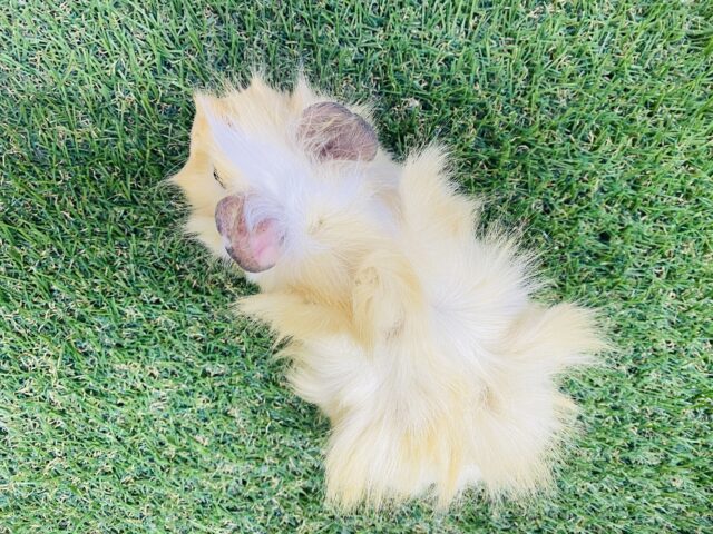 アビシニアンモルモット