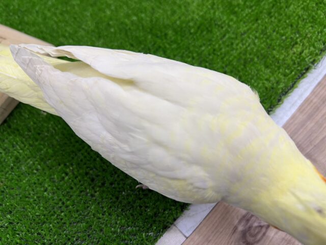 オカメインコ