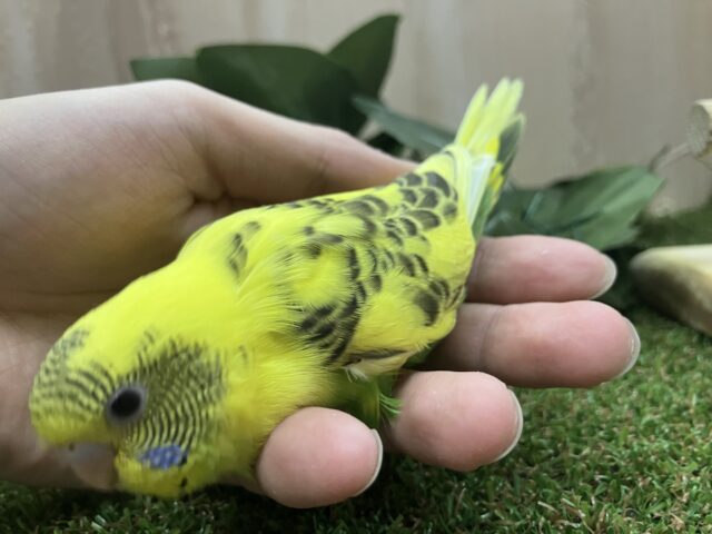 セキセイインコ