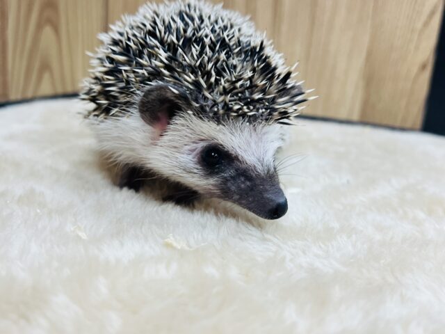 ハリネズミ（ヨツユビハリネズミ）