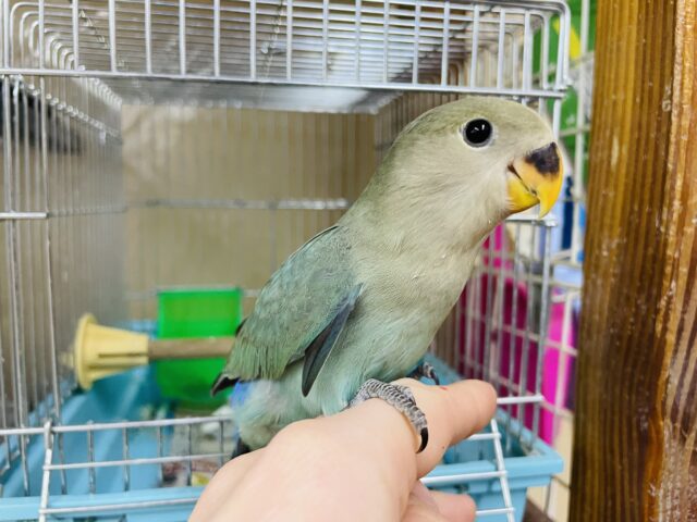 コザクラインコ（小桜インコ）