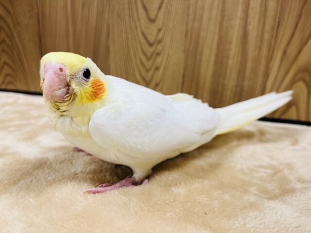 オカメインコ