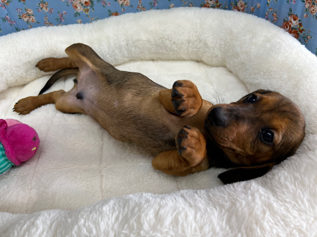 スタンダードダックス