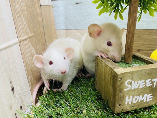 ファンシーラット