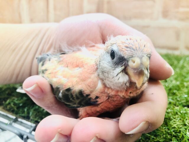 アキクサインコ（秋草インコ）