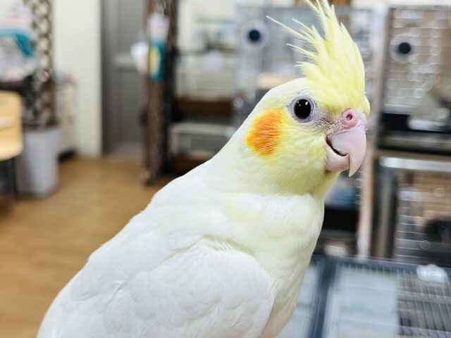 オカメインコ