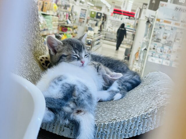 スコティッシュフォールド