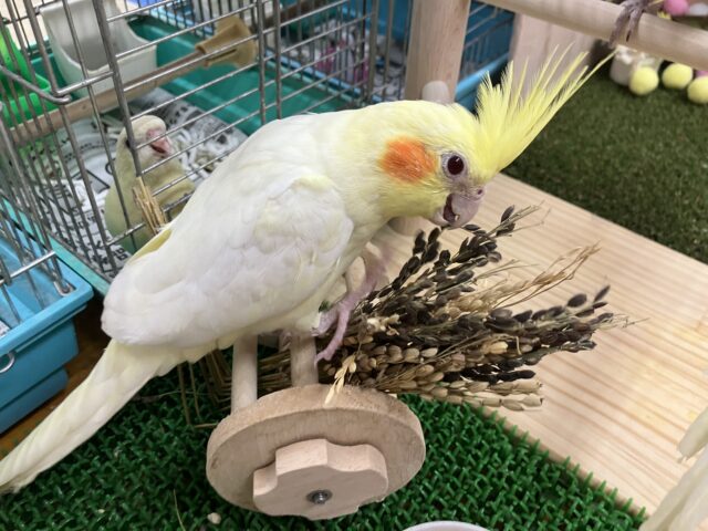 オカメインコ